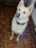 Waterproof AirTag Dog Collar