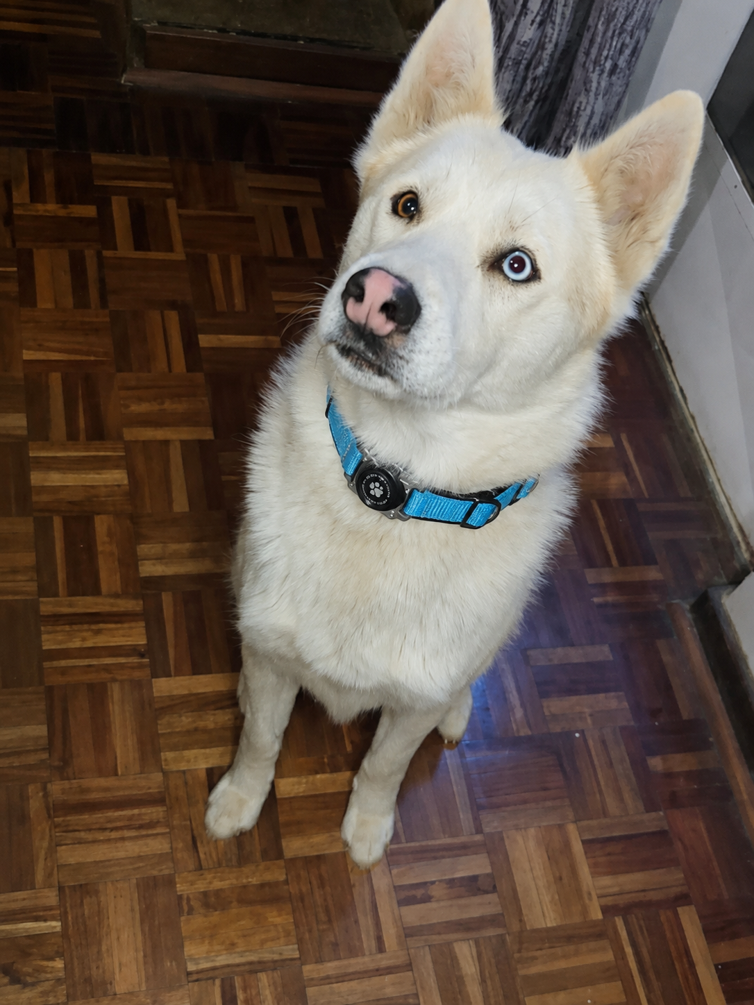 Waterproof AirTag Dog Collar