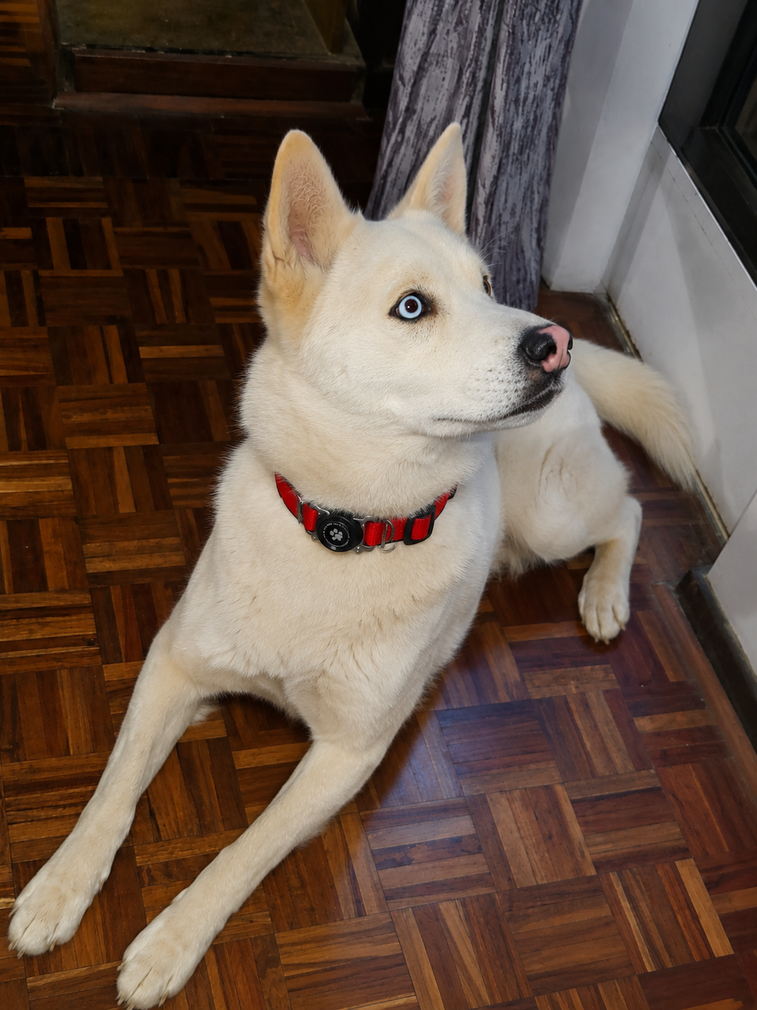 Waterproof AirTag Dog Collar