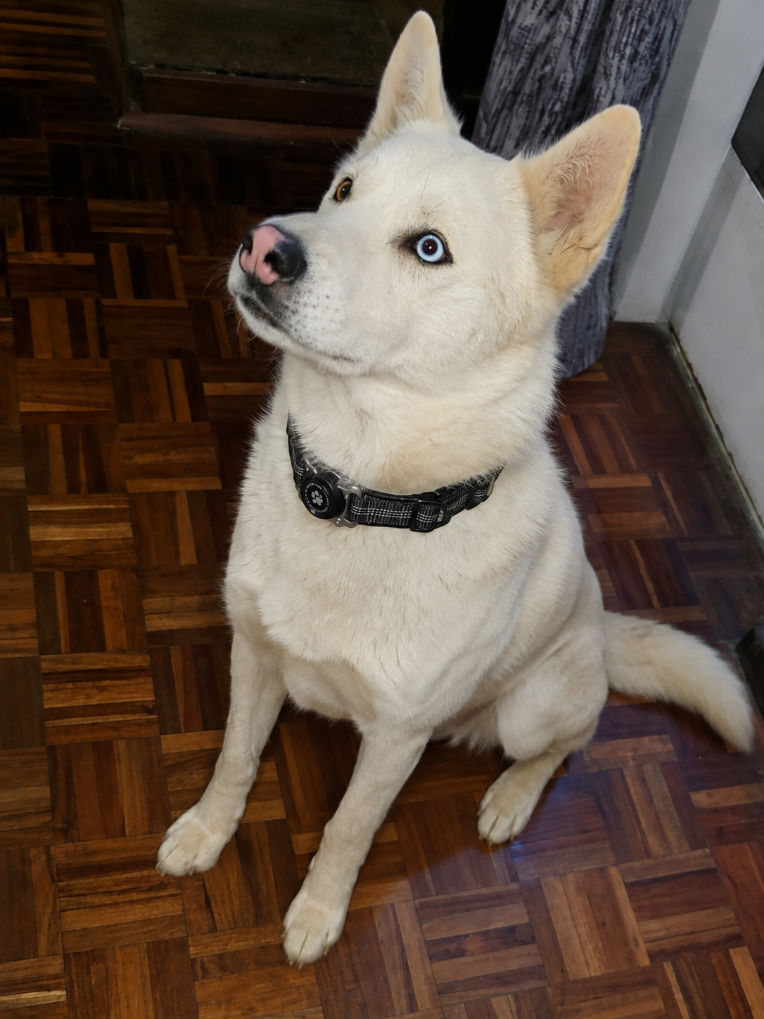 Waterproof AirTag Dog Collar