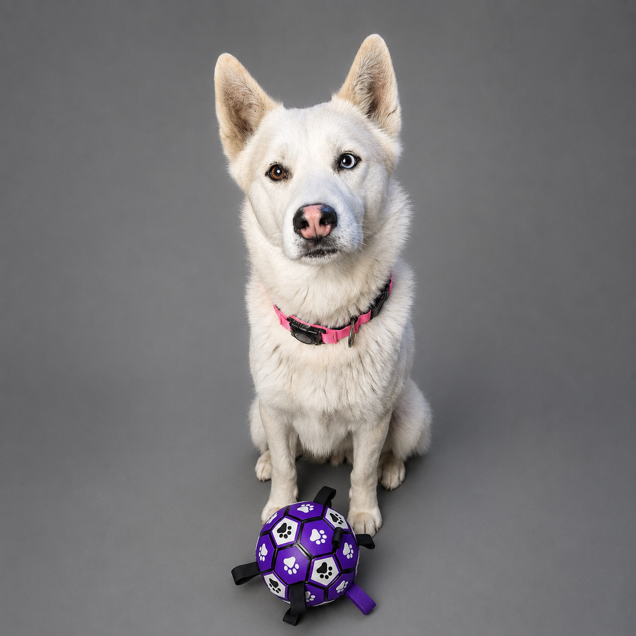 Socker Ball Dog Toy