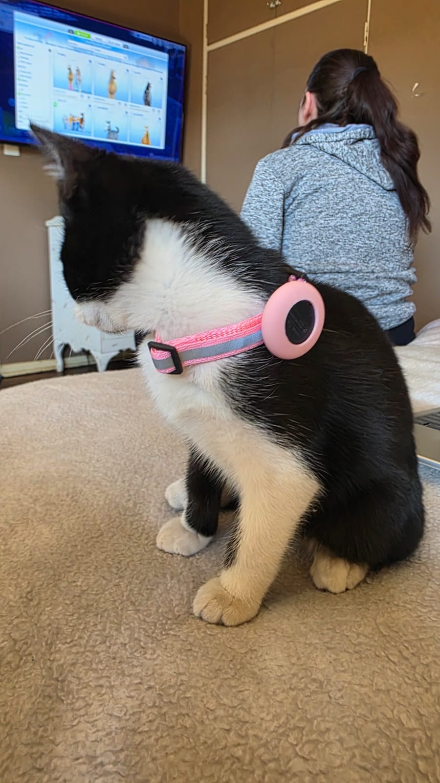 AirTag Cat Collar