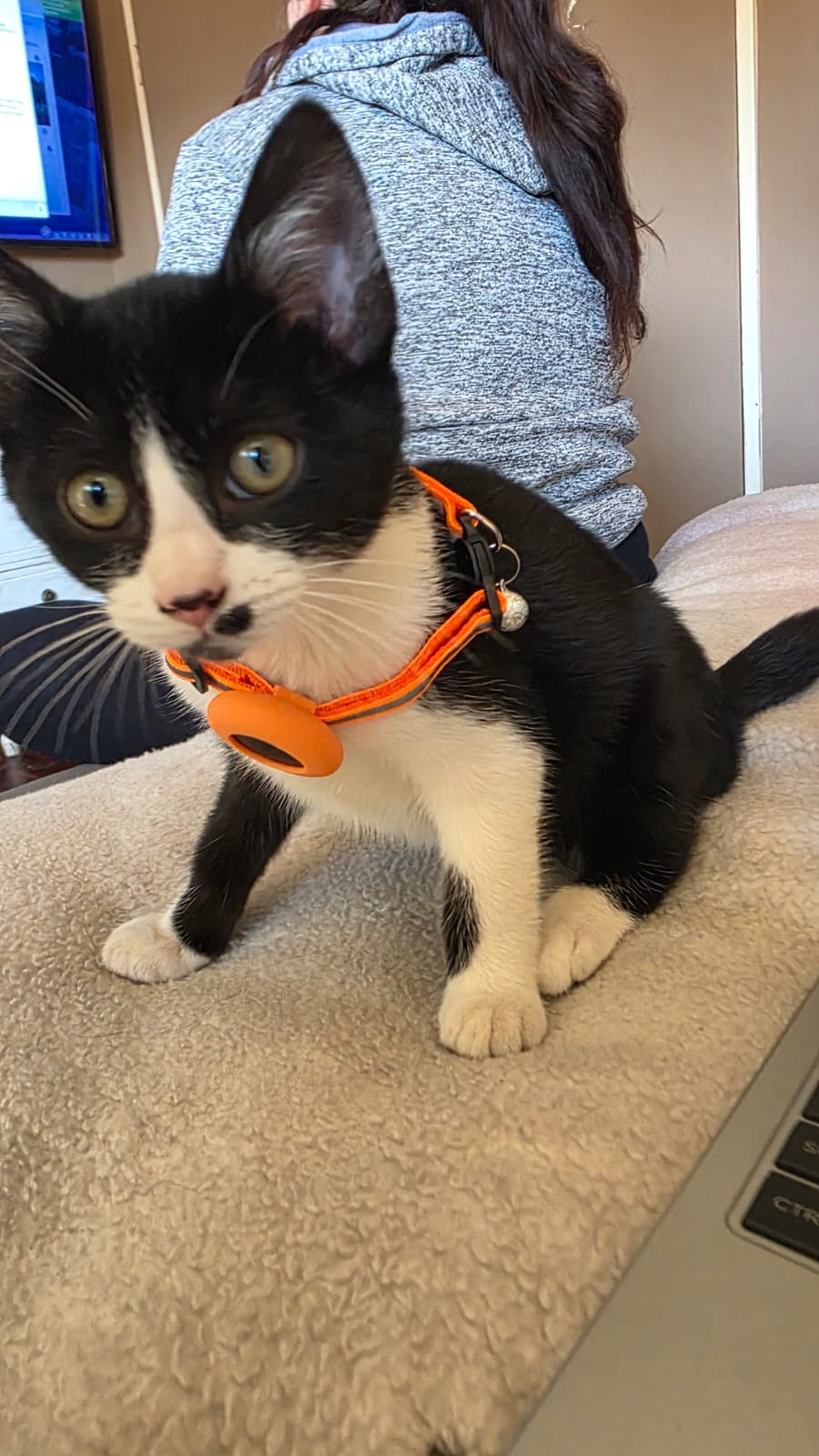 PawNest AirTag Cat Collar Combo