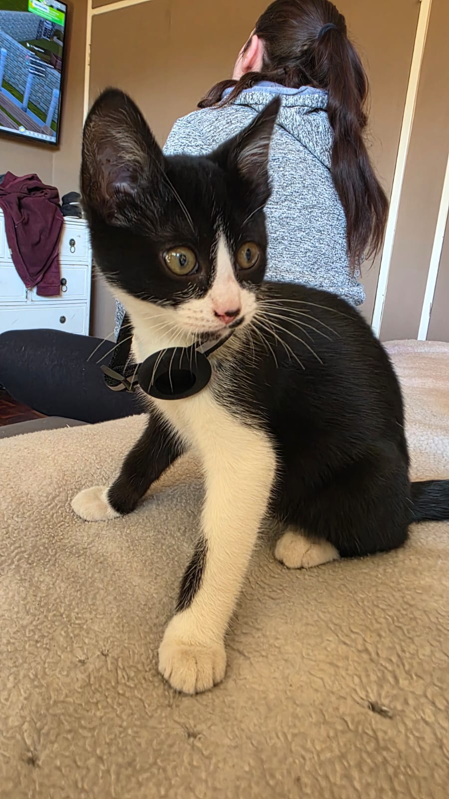 AirTag Cat Collar
