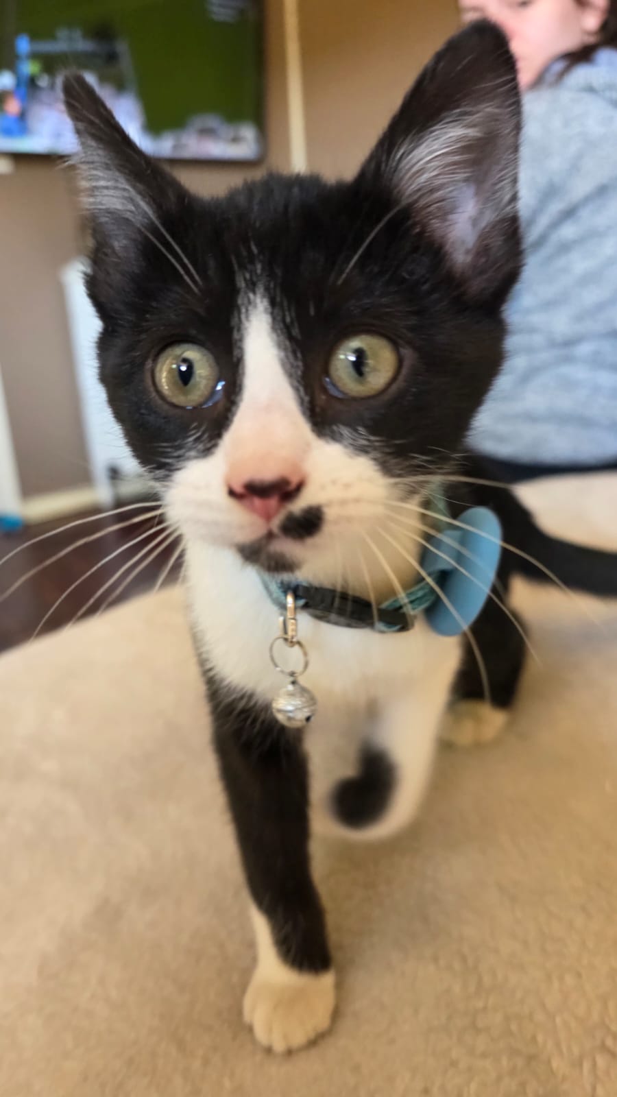 PawNest AirTag Cat Collar Combo