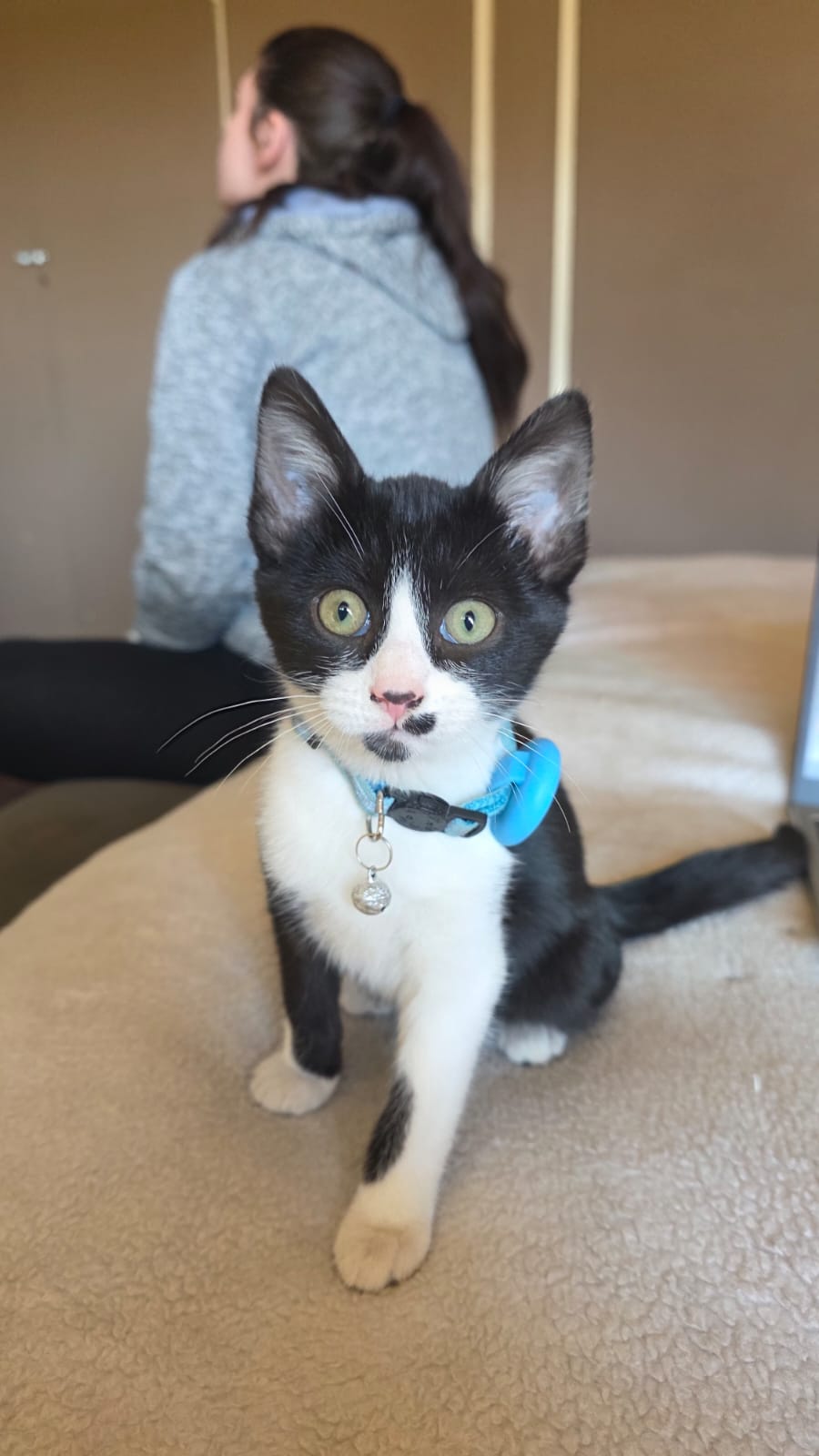 AirTag Cat Collar