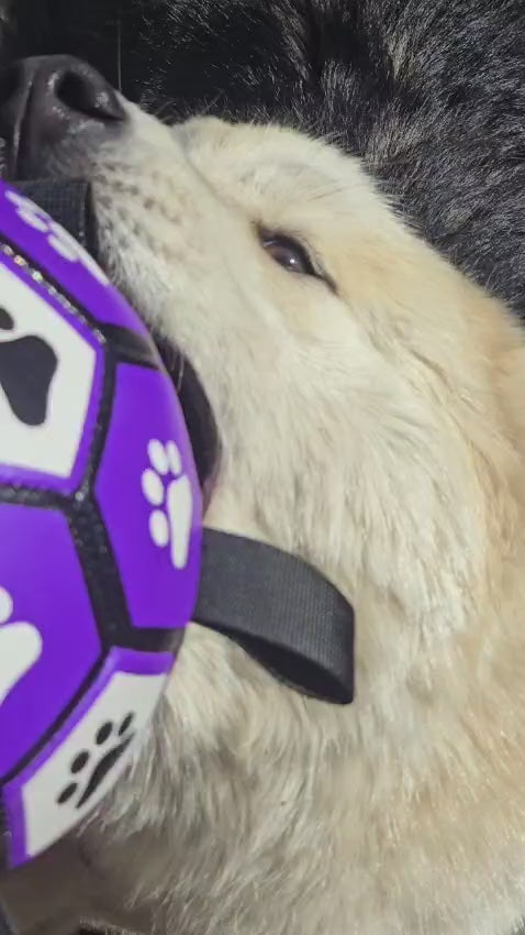 Socker Ball Dog Toy