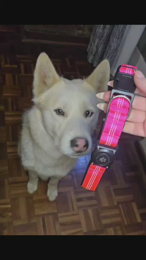 PawNest AirTag Dog Collar Combo